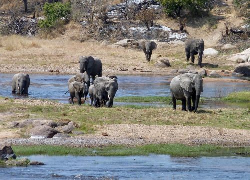 3 Days southern Tanzania safari