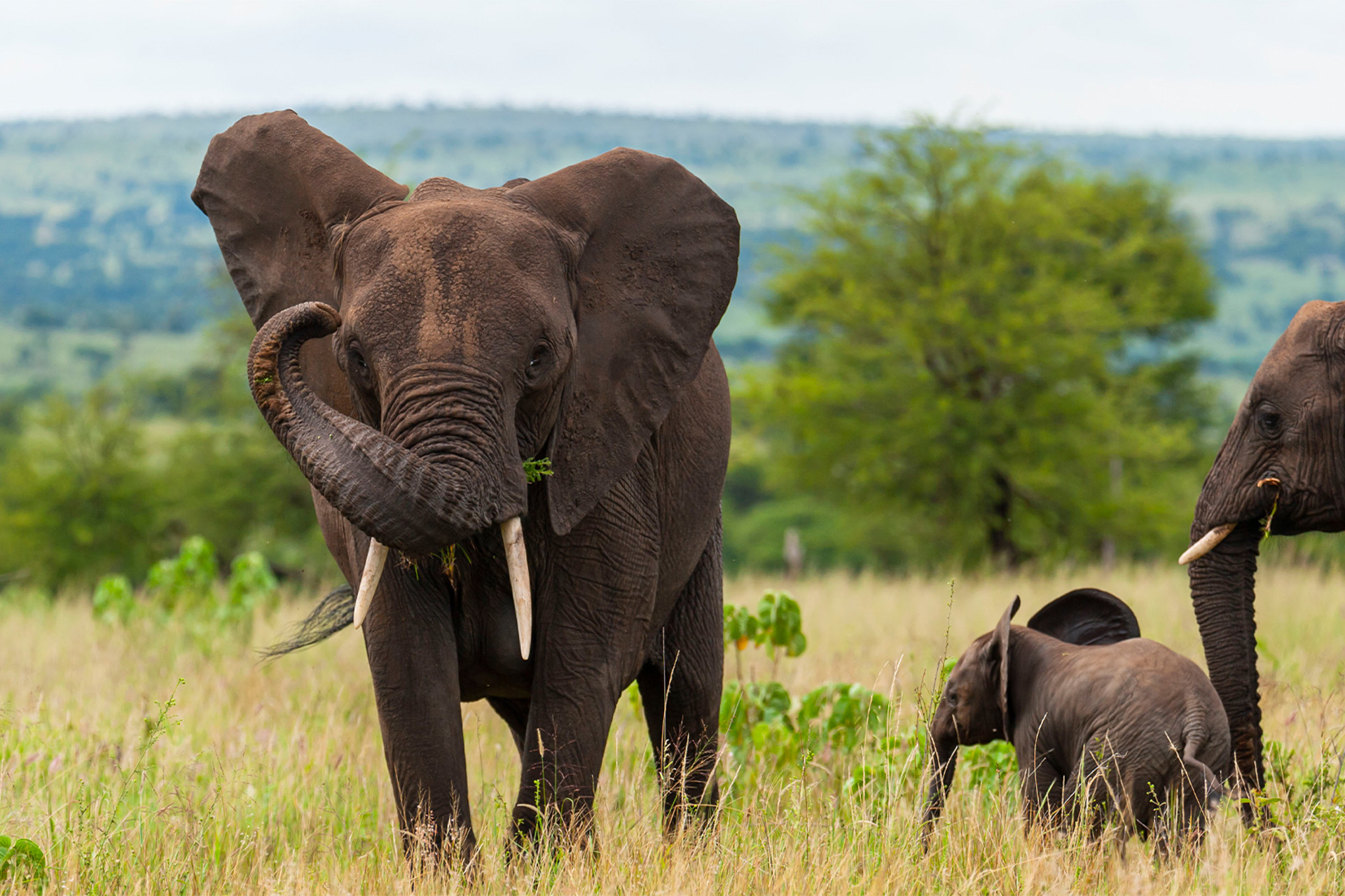 7 Days Tanzania Lodging Safari