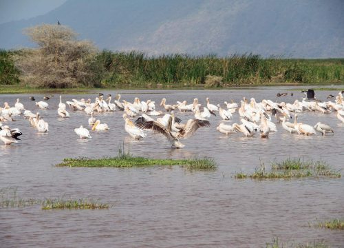 Lake Manyara National Park Day Trip