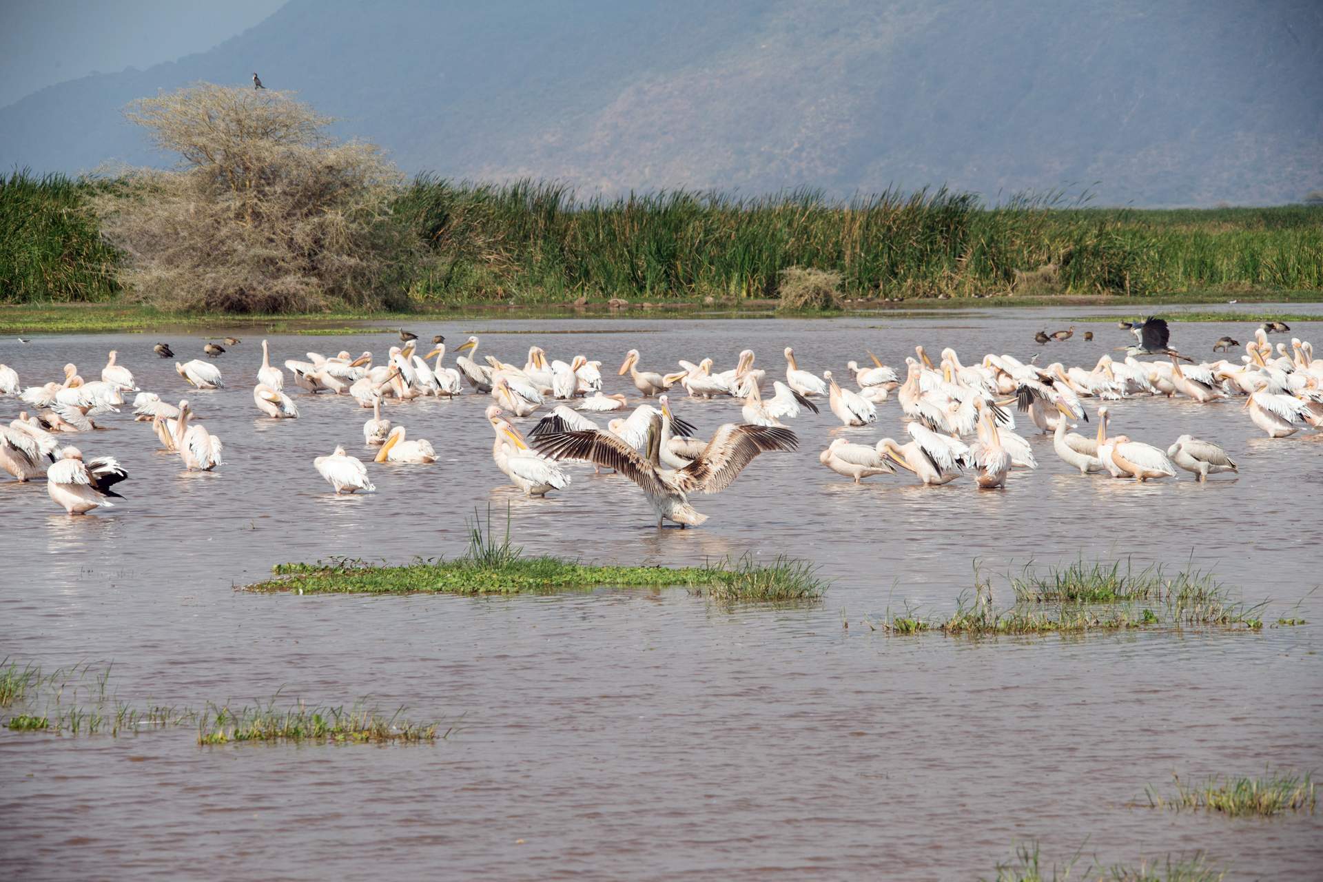 Lake Manyara National Park Day Trip