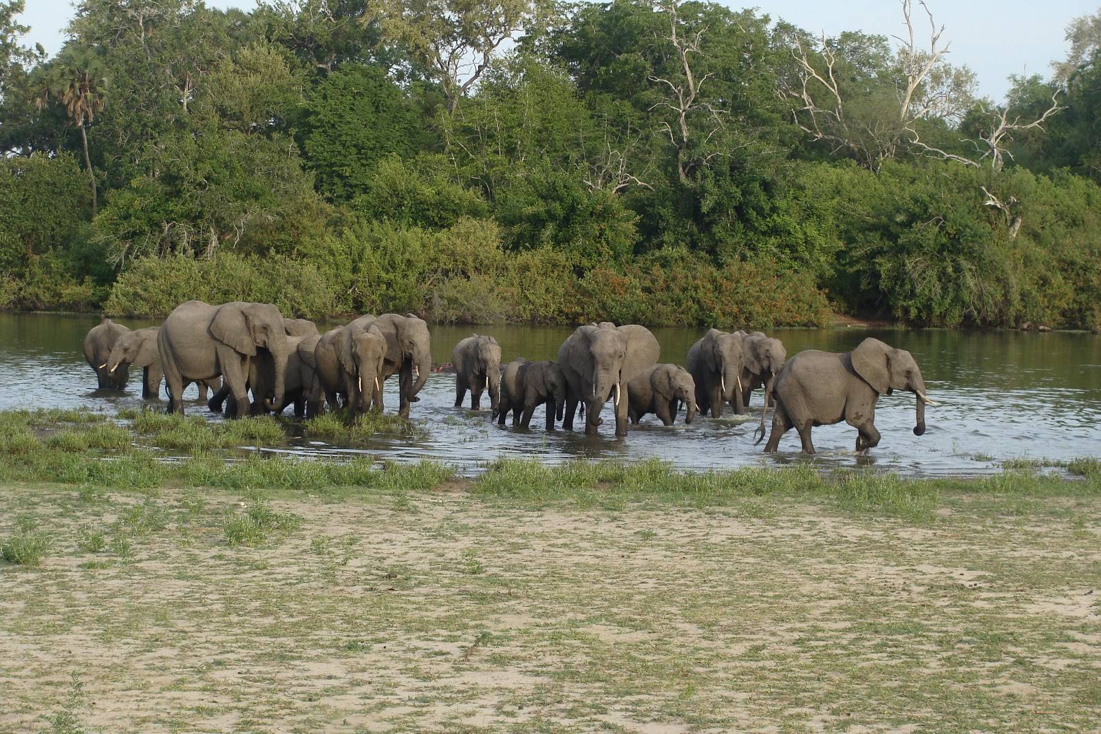 4 Days southern Tanzania safari Holidays