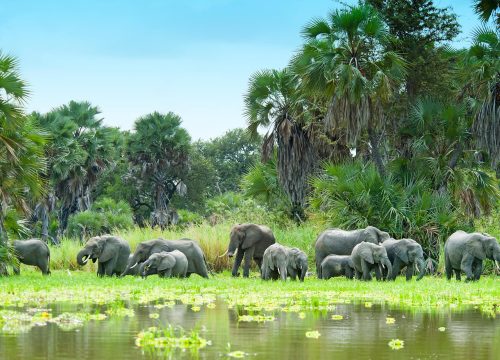 2 Days Mikumi National Park Safari