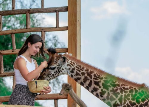 Serval Wildlife Sanctuary Day Trip