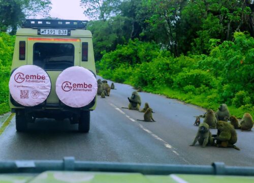 Arusha National Park Day Trip